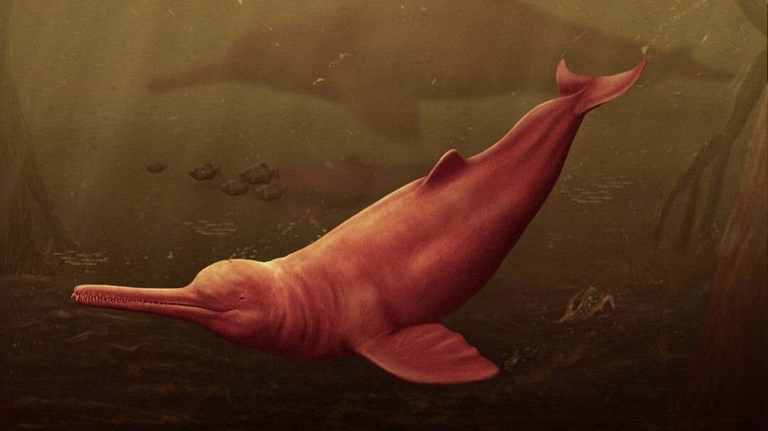 pesquisadores-encontram-cranio-de-golfinho-gigante-na-amazonia