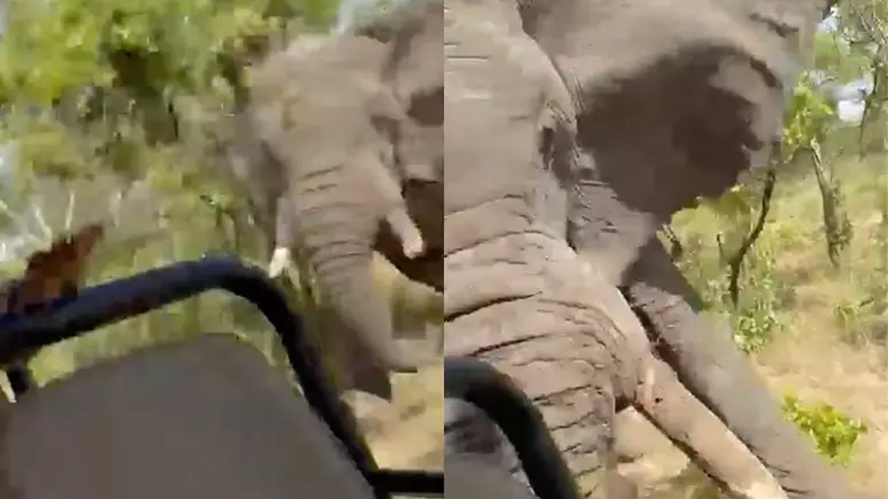 elefante-mata-turista-e-fere-cinco-durante-safari;-video-mostra-o-ataque