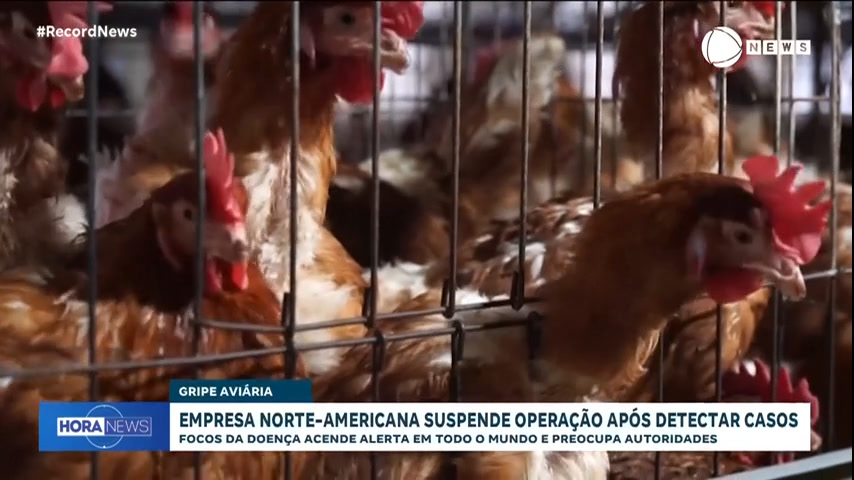 maior-produtora-de-ovos-dos-eua-suspende-operacao-apos-detectar-gripe-aviaria-em-galinhas